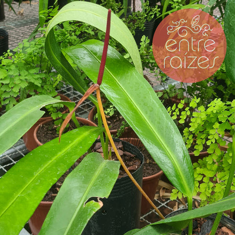 Anthurium gladiifolium