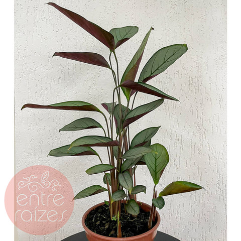 Calathea "Grey Star"