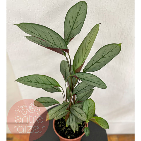 Calathea "Grey Star"