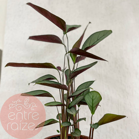 Calathea "Grey Star"
