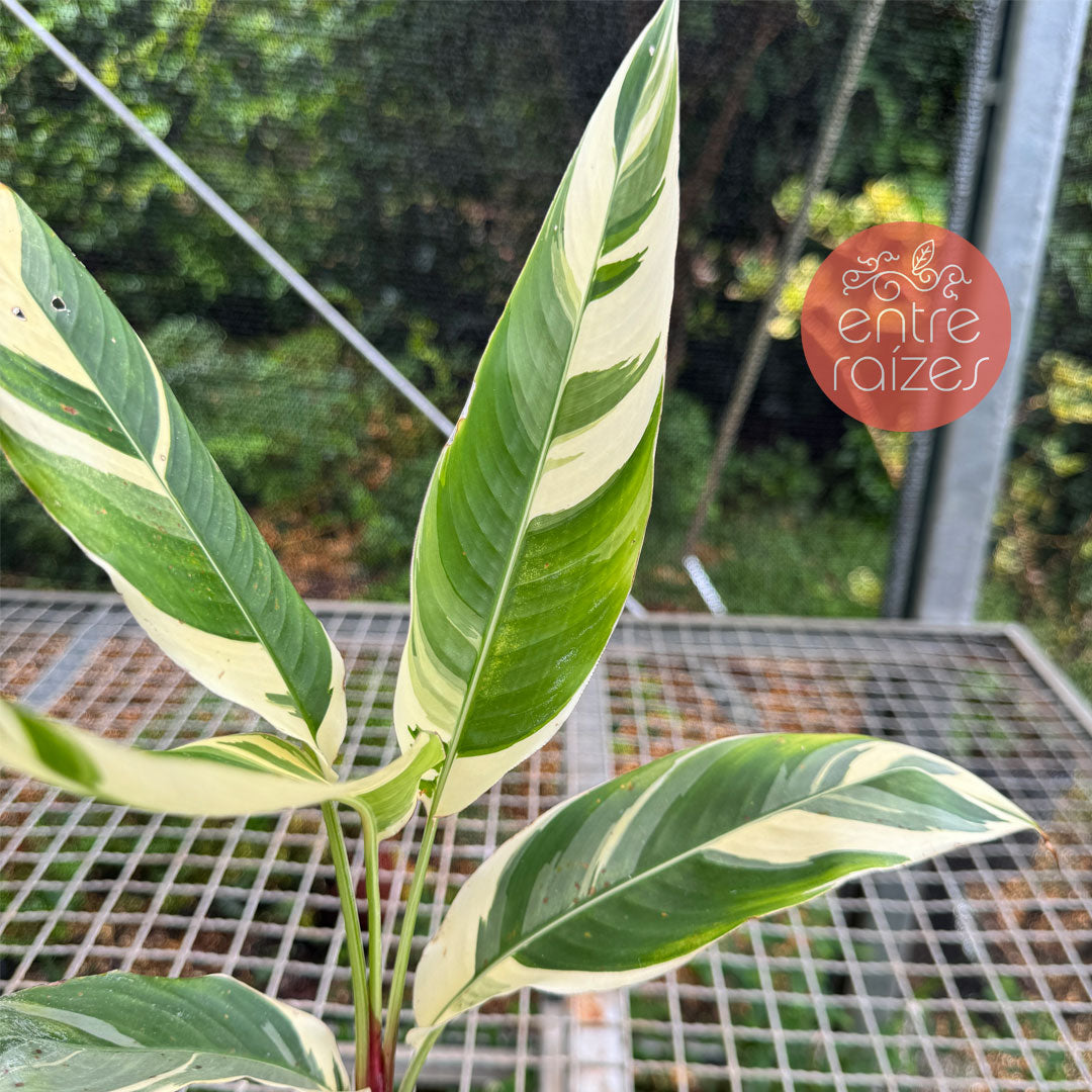 Helicônia psittacorum variegata: Compre Plantas Raras