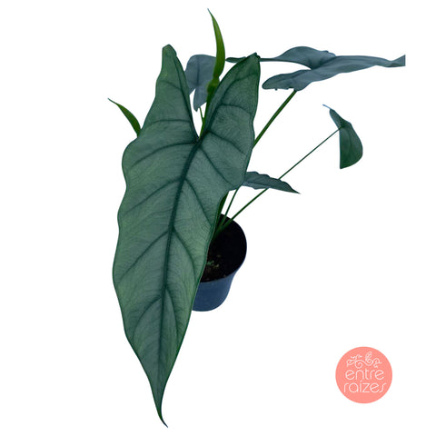 Alocasia Heterophylla Silver