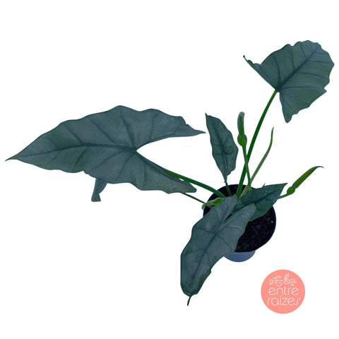 Alocasia Heterophylla Silver
