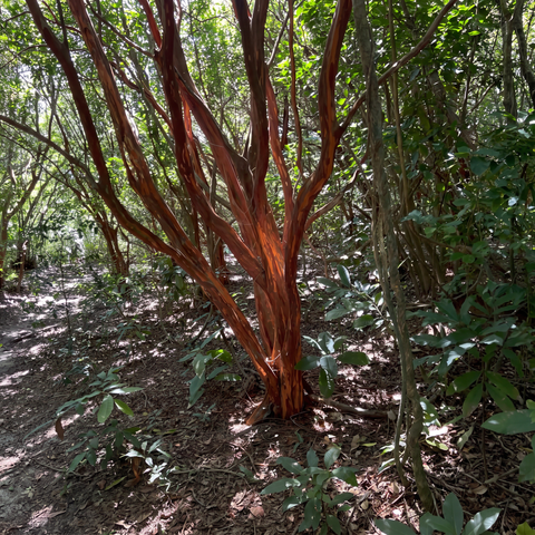 Touceira de cambuí-de-tronco-canelado adulto