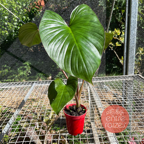 Homalomena rubescens