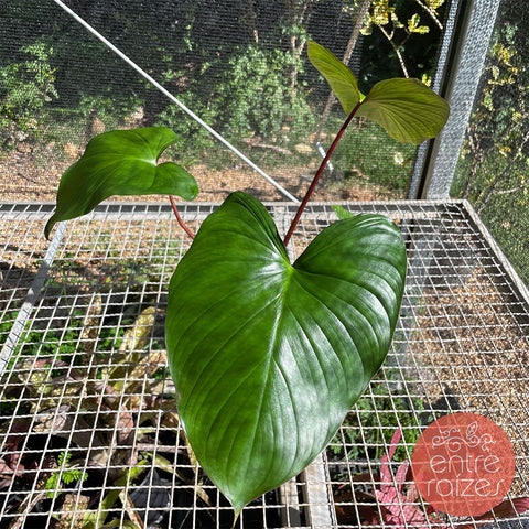 Homalomena rubescens