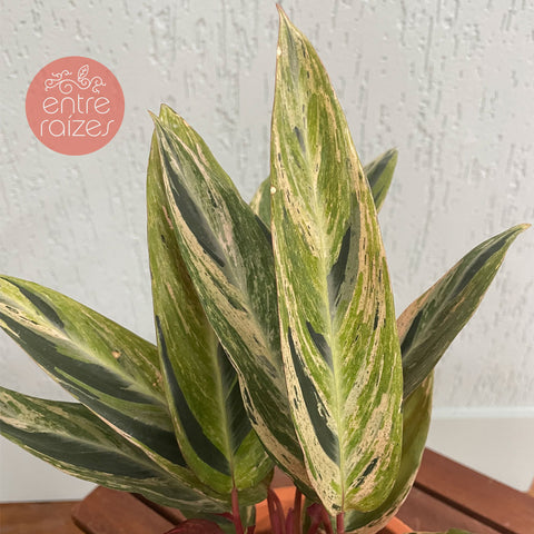Calathea horticolor + cachepot coruja