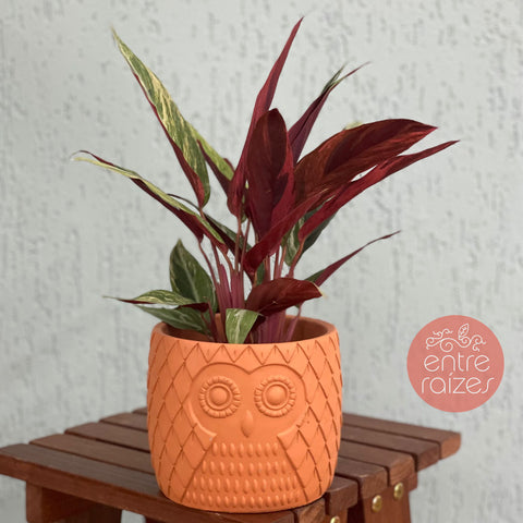 calathea horticolor
