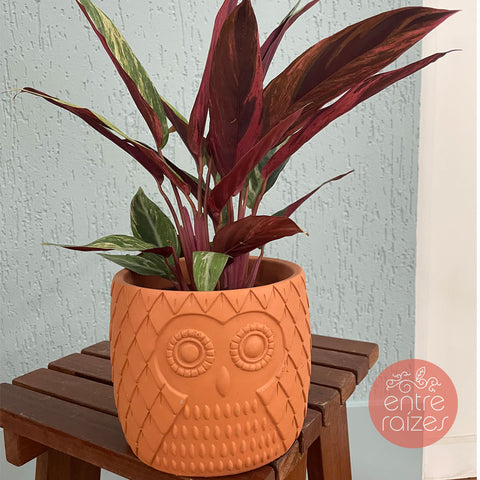 Calathea horticolor + cachepot coruja