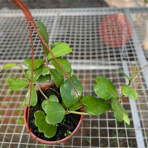 Hoya kerri