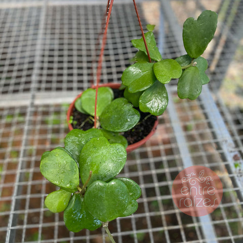 Hoya kerri
