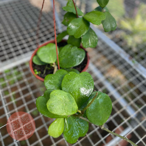 Hoya kerri