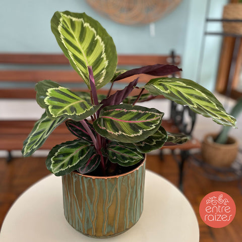 Calathea roseopicta ‘illustris’ + vaso cobre