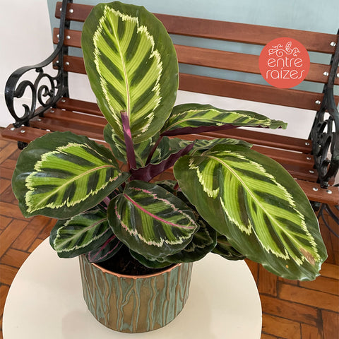 Calathea roseopicta ‘illustris’ + vaso cobre