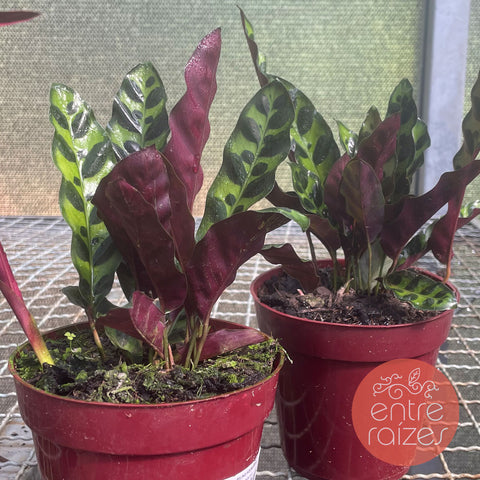 Calathea Insignis