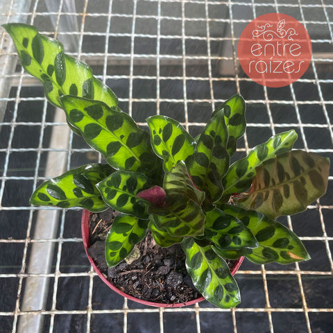 calathea insignis