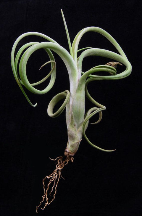 Tillandsia Intermedia