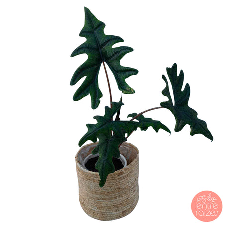 Alocasia Tandurusa 'Jacklyn' + cachepot nature