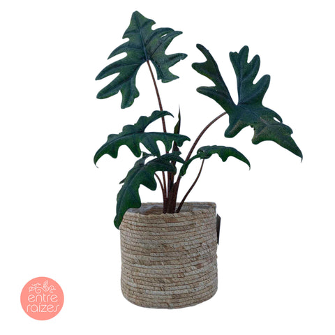 Alocasia Tandurusa 'Jacklyn' + cachepot nature