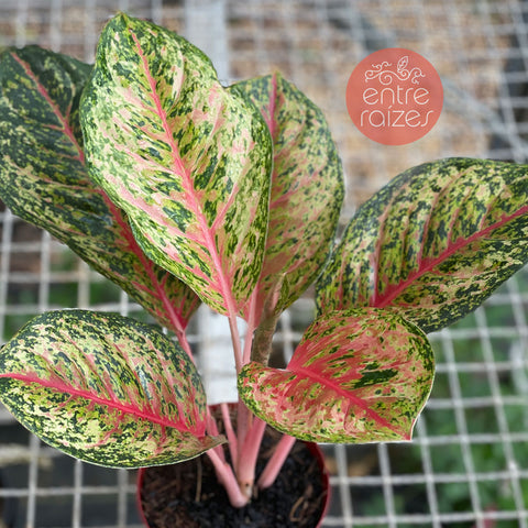 Aglaonema Karat