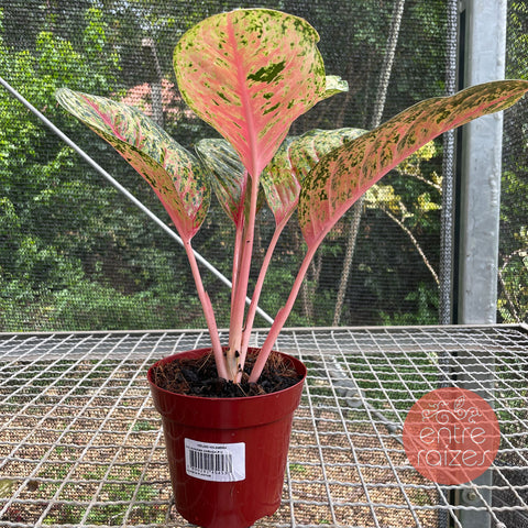 Aglaonema Karat