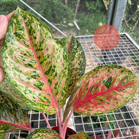 Aglaonema Karat