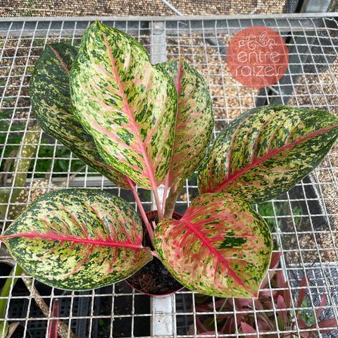 Aglaonema Karat
