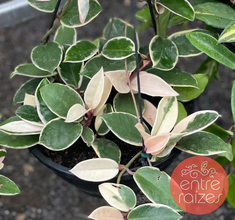 hoya carnosa krimson queen