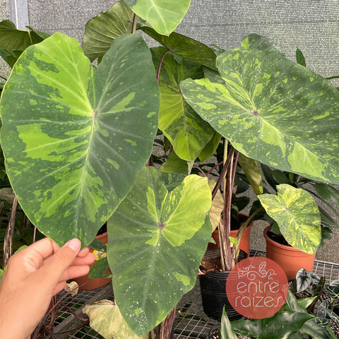 Colocasia esculenta ' lemon lime gecko '