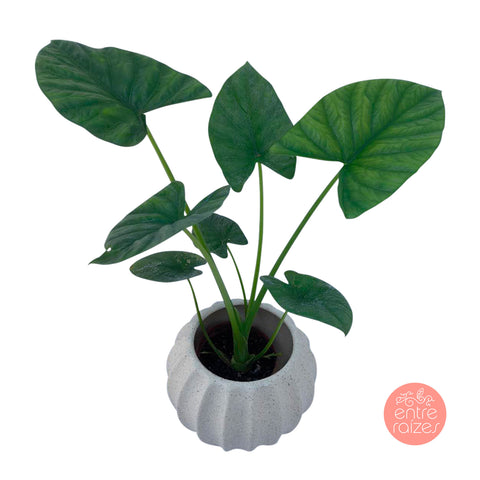 Alocasia Lukiwan + cachepot atlantic