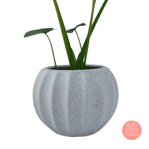 Alocasia Lukiwan + cachepot atlantic
