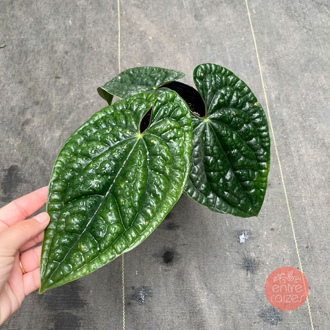 Anthurium Luxurians