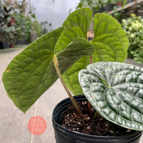 Anthurium Luxurians