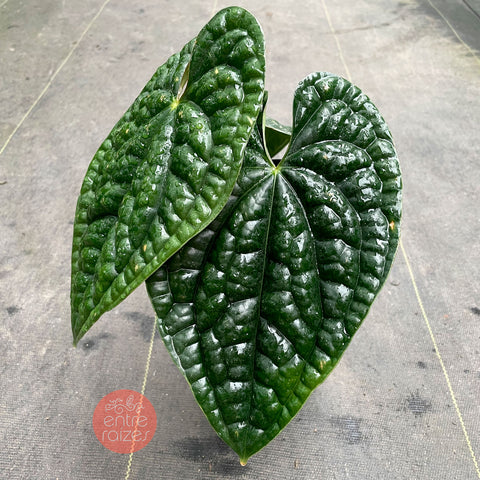 Anthurium Luxurians