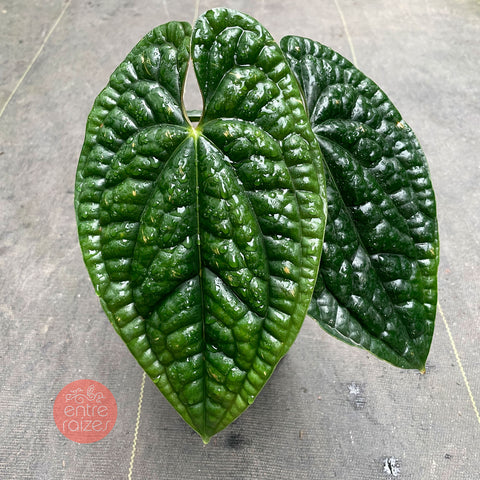 Anthurium Luxurians