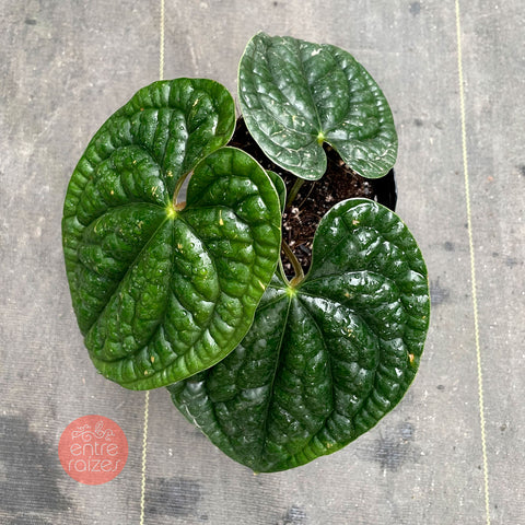 Anthurium Luxurians