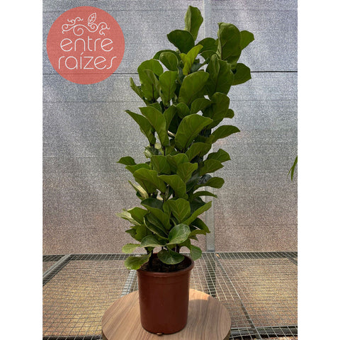 Ficus Lyrata Bambino