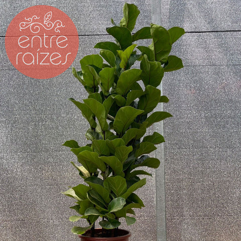 Ficus Lyrata Bambino