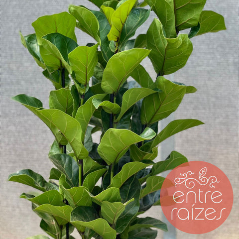 Ficus Lyrata Bambino