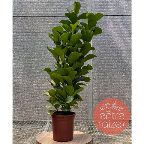 Ficus Lyrata Bambino
