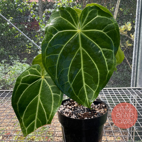 Anthurium magnificum - médio