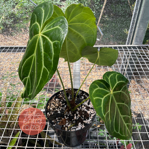 Anthurium magnificum - médio