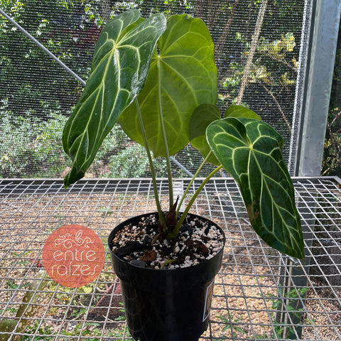 Anthurium magnificum - médio
