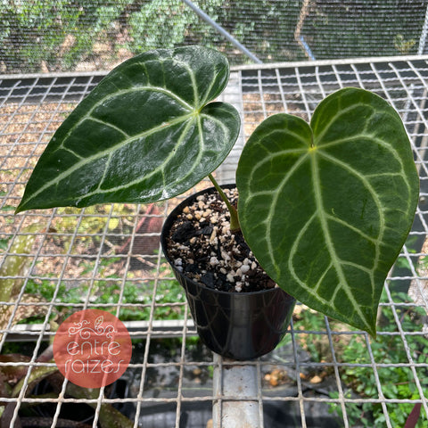 Anthurium magnificum - pequeno