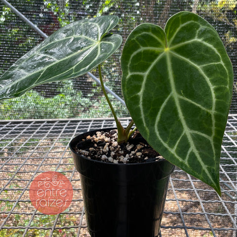 Anthurium magnificum - pequeno