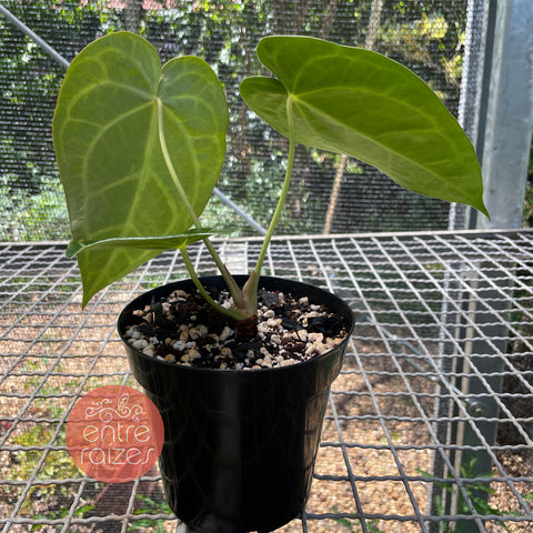 Anthurium magnificum - pequeno