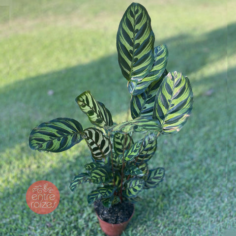 Calathea Makoyana
