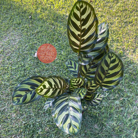 Calathea makoyana