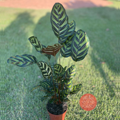Calathea Makoyana