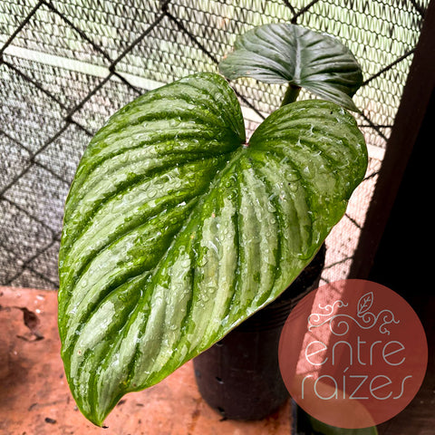 Philodendron mamei